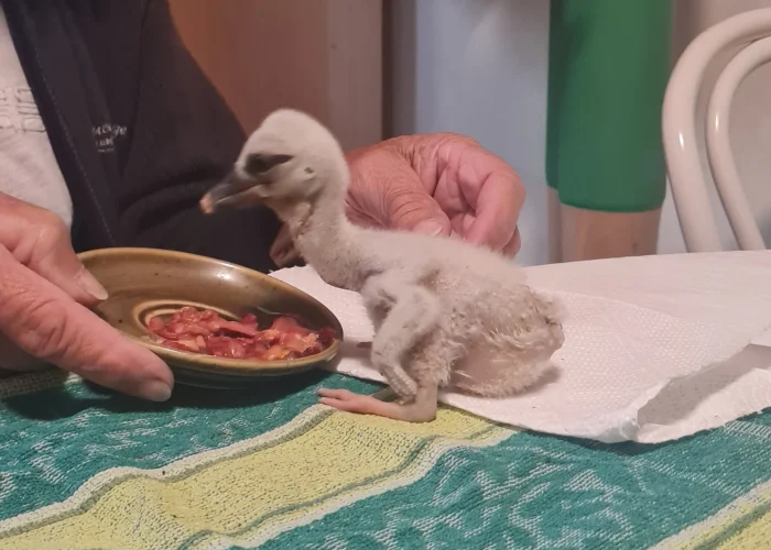 Babystorch aus Mitterdorf an der Raab