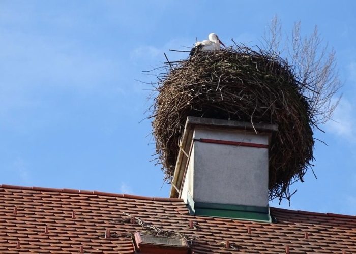 Storchenverein-Ilz -Horst mit Storch 02022024